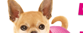 Legally Blonde - Bruiser's Wardrobe
