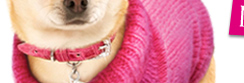 Legally Blonde - Bruiser's Wardrobe