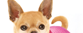 Legally Blonde The Musical - Bruiser's Dog Clothes