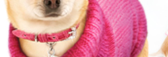 Bruiser's Legally Blonde The Musical Dog Collar & Dog Sweater