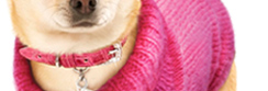 Bruiser's Legally Blonde The Musical Dog Collar & Dog Sweater